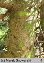 Pinus bungeana (sosna plamistokora)