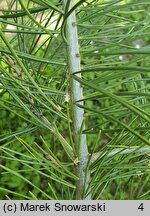 Pinus bungeana (sosna plamistokora)