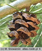 Pinus bungeana (sosna plamistokora)