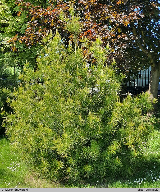 Pinus bungeana (sosna plamistokora)