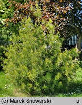 Pinus bungeana (sosna plamistokora)