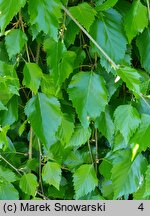 Betula utilis ssp. jacquemontii (brzoza pożyteczna odm. Jacquemonta)