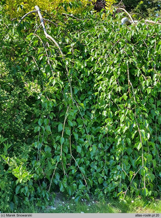 Betula utilis ssp. jacquemontii (brzoza pożyteczna odm. Jacquemonta)