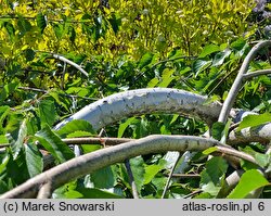 Betula utilis ssp. jacquemontii (brzoza pożyteczna odm. Jacquemonta)