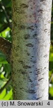 Betula utilis ssp. jacquemontii (brzoza pożyteczna odm. Jacquemonta)