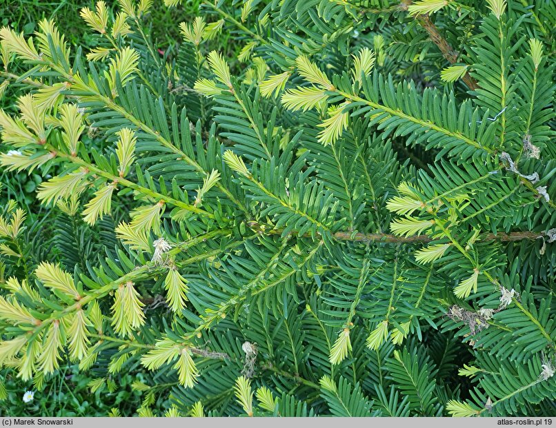 Taxus ×hunnewelliana