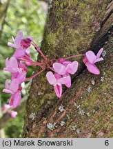 Cercis canadensis (judaszowiec amerykański)