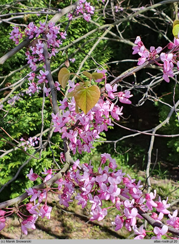 Cercis canadensis (judaszowiec amerykański)