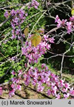 Cercis canadensis (judaszowiec amerykański)