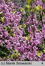 Cercis canadensis (judaszowiec amerykański)