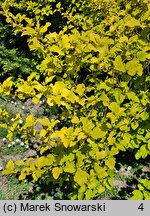 Physocarpus opulifolius Angel Gold