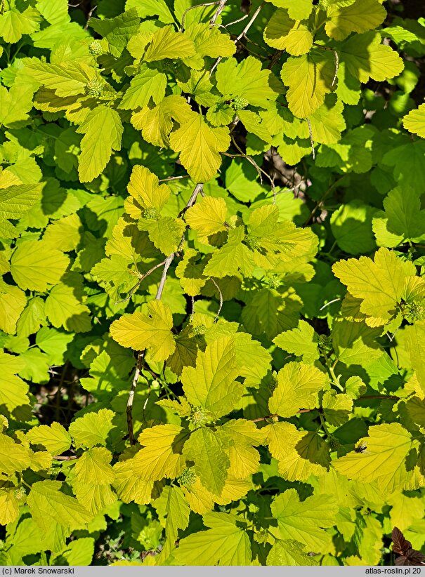 Physocarpus opulifolius Angel Gold