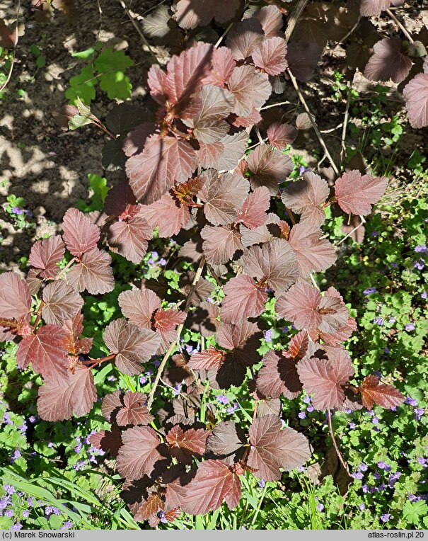 Physocarpus opulifolius Diabolo