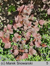 Physocarpus opulifolius Diabolo