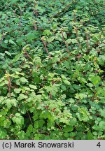 Rubus phoenicolasius (jeżyna rdzawa)