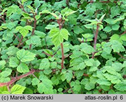 Rubus phoenicolasius (jeżyna rdzawa)