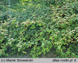 Rubus phoenicolasius (jeżyna rdzawa)