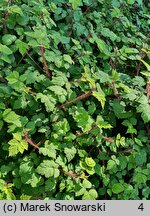 Rubus phoenicolasius (jeżyna rdzawa)