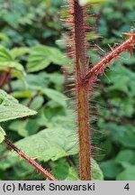 Rubus phoenicolasius (jeżyna rdzawa)