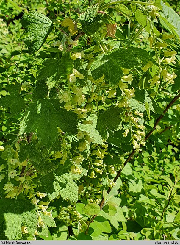 Ribes americanum (porzeczka amerykańska)