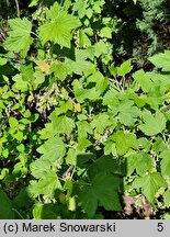 Ribes americanum (porzeczka amerykańska)