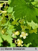 Ribes americanum (porzeczka amerykańska)