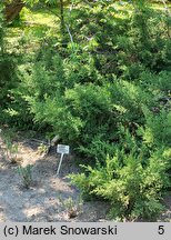 Juniperus chinensis Mountbatten