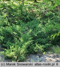 Juniperus chinensis Mountbatten