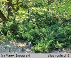 Juniperus chinensis Mountbatten