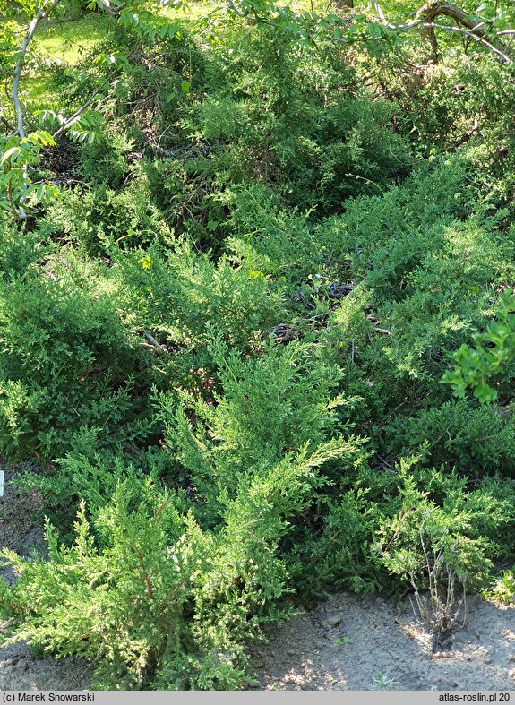 Juniperus chinensis Mountbatten