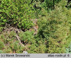 Thuja occidentalis Ericoides