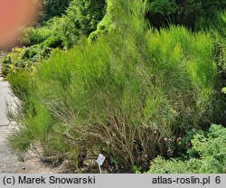 Ephedra chilensis (przęśl chilijska)