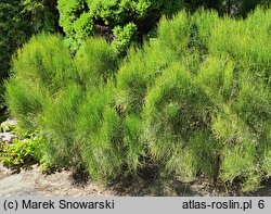 Ephedra chilensis (przęśl chilijska)