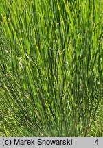 Ephedra chilensis (przęśl chilijska)