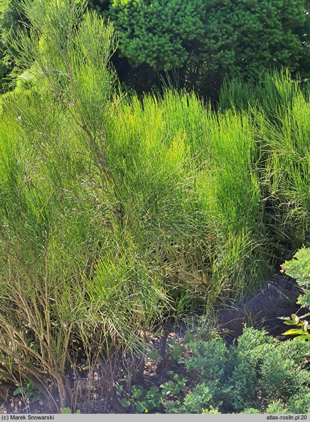 Ephedra chilensis (przęśl chilijska)