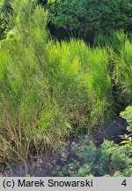 Ephedra chilensis (przęśl chilijska)