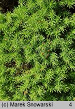 Picea glauca Conica