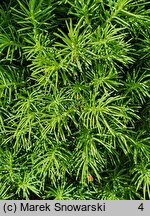 Picea glauca Conica