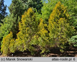 Thuja occidentalis Rheingold