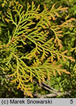 Thuja occidentalis Rheingold