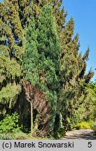 Chamaecyparis lawsoniana Ellwoodii