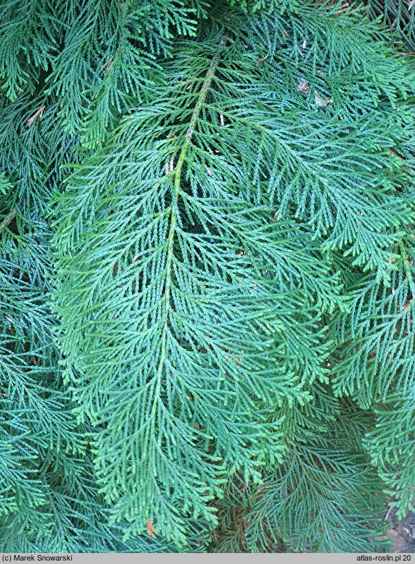 Chamaecyparis lawsoniana Rijnhoff