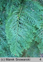 Chamaecyparis lawsoniana Rijnhoff