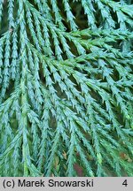 Chamaecyparis lawsoniana Rijnhoff