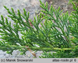 Juniperus horizontalis Wiltonii