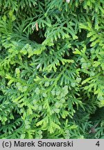 Thuja occidentalis Holmstrup