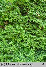 Thuja occidentalis Holmstrup