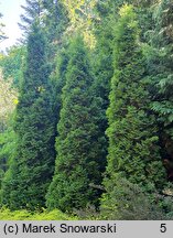 Thuja occidentalis Holmstrup