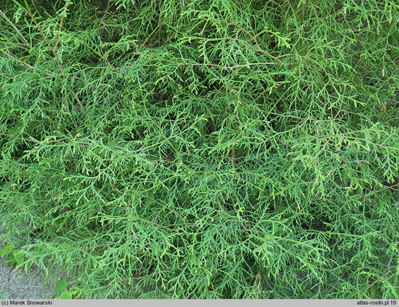 Thuja occidentalis Ohlendorffii