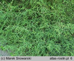 Thuja occidentalis Ohlendorffii